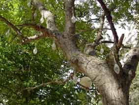 PASEARTE - O�A 2008