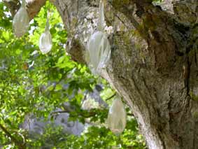 PASEARTE - O�A 2008