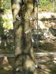 PASEARTE - O�A 2008